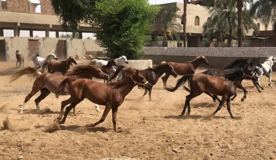 Luxor: Farm Tour 30 Hectares(Breakfast With Arabian Horses) - Why This Luxor Farm Tour Feels Different From Usual Sightseeing