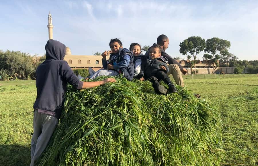 Luxor: Farm Tour 30 Hectares(Breakfast With Arabian Horses) - Key Highlights You’ll Care About