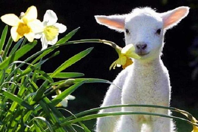 Lyttelton Cruise Excursions: Christchurch Sightseeing with Sheep Farm - Key things you’ll notice on this Lyttelton-to-Christchurch day