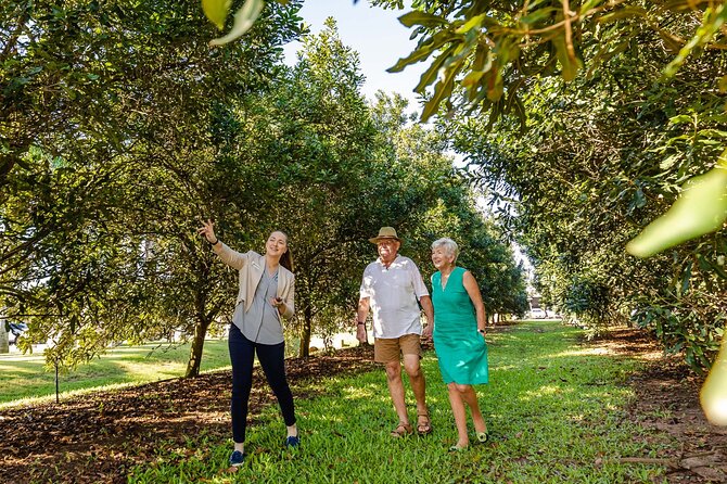Macadamias Australia Orchard Tour in Bundaberg - Macadamia Lane: the orchard walk that makes farm facts stick