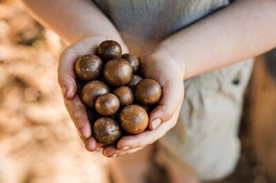 Macadamias Australia Orchard Tour in Bundaberg - The 90 minutes: what you actually do, step by step