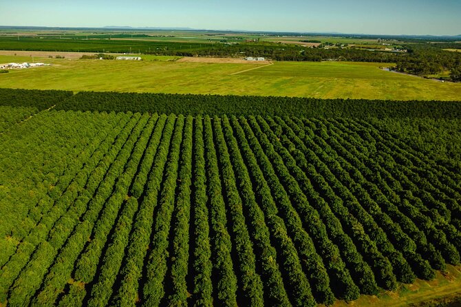 Macadamias Australia Orchard Tour in Bundaberg - Steinhardt family heritage and sustainable farming talk