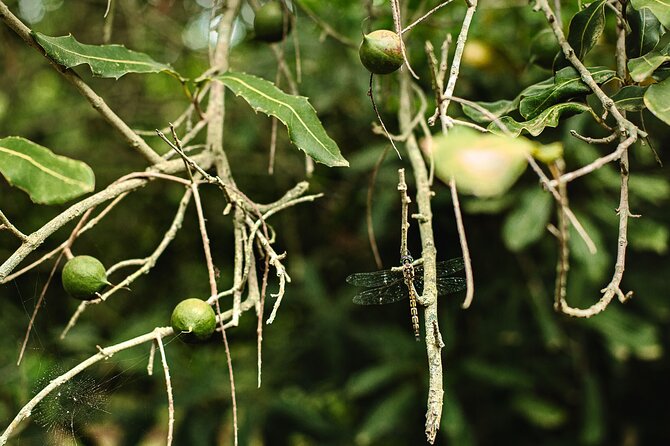 Macadamias Australia Orchard Tour in Bundaberg - Who this tour suits best (and who might want to skip it)