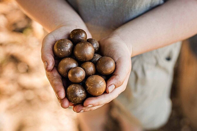 Macadamias Australia Orchard Tour in Bundaberg - The 90 minutes: what you actually do, step by step