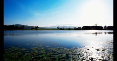 Mackay: 3 Hour Sugarcane Farm Tour - The sugarcane farm walk: seeing growing cane up close