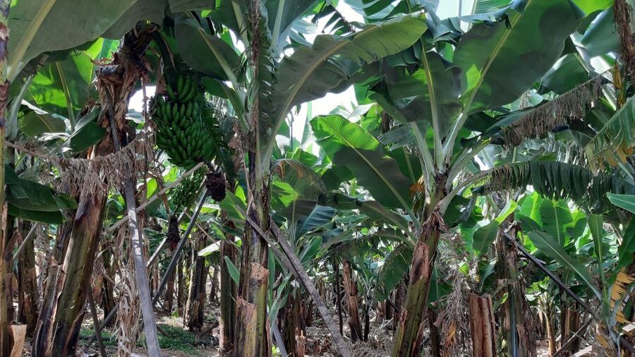 Madeira: Private Banana Farm Tour with Pickup - Key things that make this tour worth your time