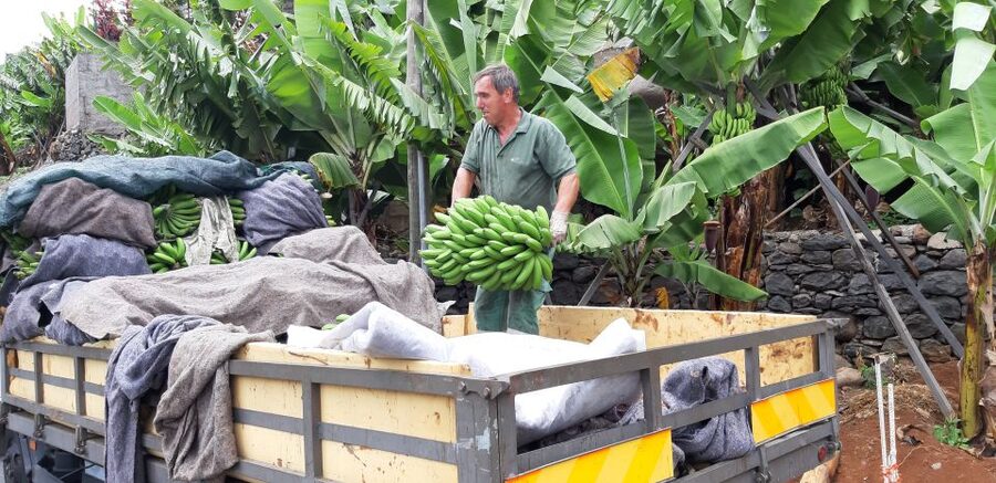 Madeira: Private Banana Farm Tour with Pickup - How the 2.5-hour tour flows (pickup to drop-off)