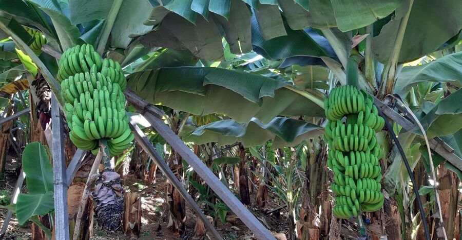 Madeira: Private Banana Farm Tour with Pickup - The banana education: Madeira’s unique growing context