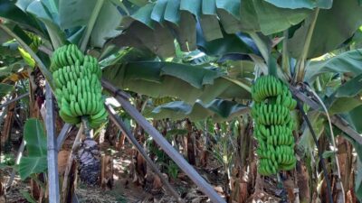 Madeira: Private Banana Farm Tour with Pickup - Banana farm area in and around Funchal: what you’ll actually see