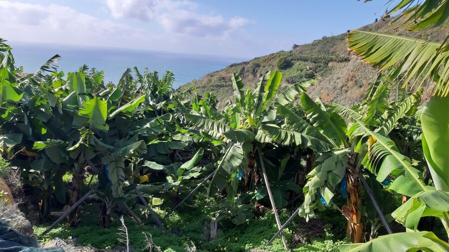 Madeira: Private Banana Farm Tour with Pickup - RG3 viewpoint near Funchal: the quieter side of the island