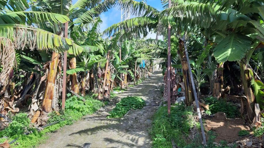Madeira: Private Banana Farm Tour with Pickup - Private tour value: price, what’s included, and what to plan for