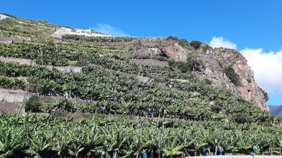 Madeira: Private Banana Farm Tour with Pickup - Should you book the Madeira Private Banana Farm Tour with Pickup?
