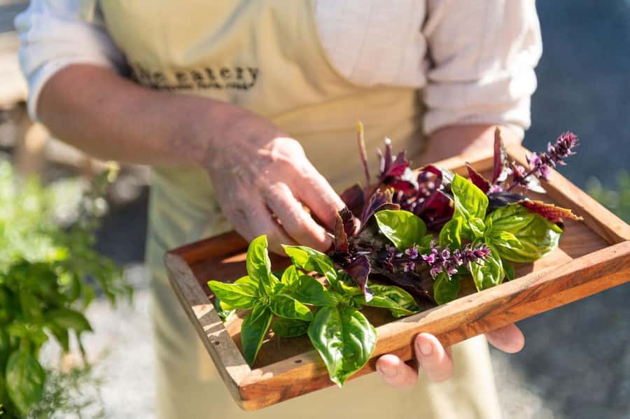 Maggie Beer's Farm Hands-on Cooking School and Lunch - Meeting Maggie Beers Farm Team at the Farm Shop