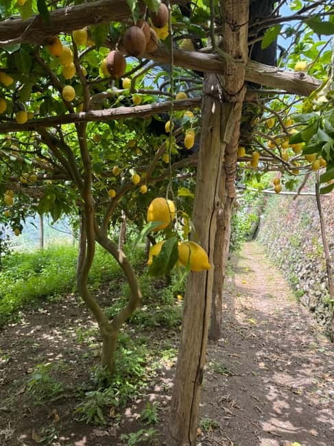 Maiori: Hiking Tour to A Lemon Farm with Lemon Tastings - From Corso Reginna to Mezzacapo Palace: starting in the middle of Maiori