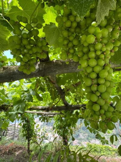 Maiori: Hiking Tour to A Lemon Farm with Lemon Tastings - Via San Pietro: where the coast starts showing up in pieces