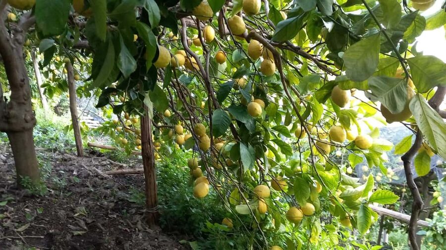 Maiori: Hiking Tour to A Lemon Farm with Lemon Tastings - Timing and effort: a three-hour hike with real stairs