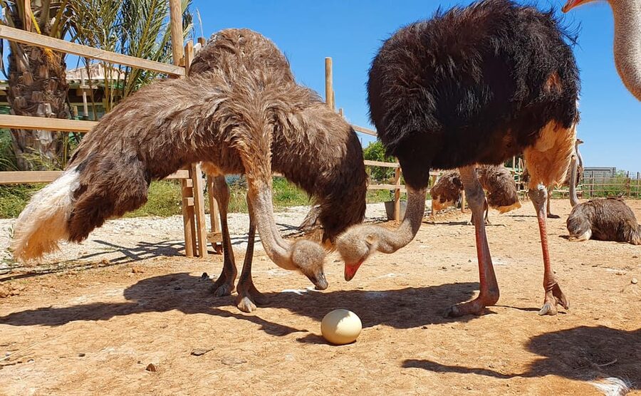 Mallorca: Artestruz - Ostrich Farm Ticket Entrance - What You’ll Learn About Ostriches (Beyond Just Size)