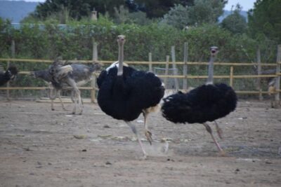 Mallorca: Artestruz - Ostrich Farm Ticket Entrance - The Flow From Ticket Entrance to Hand-Feeding
