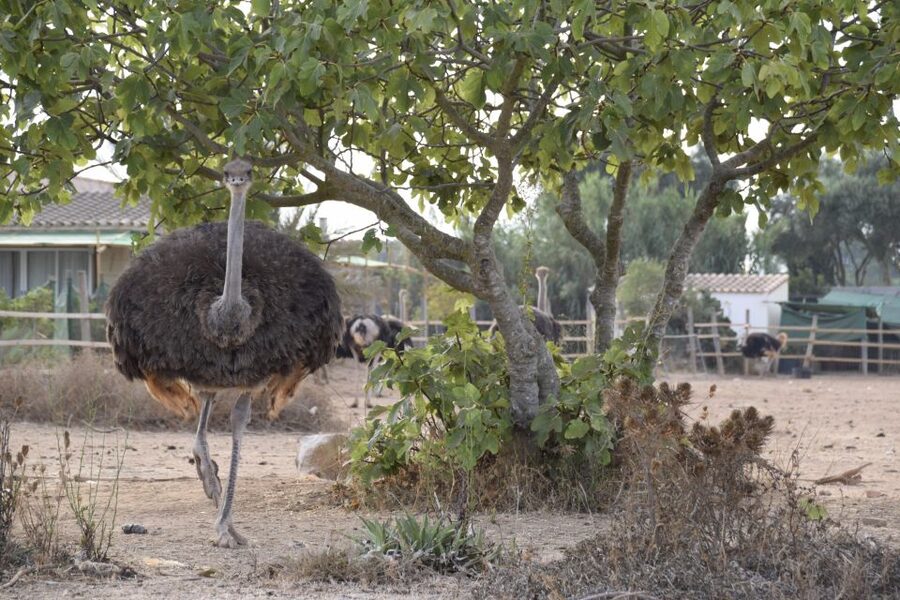 Mallorca: Artestruz - Ostrich Farm Ticket Entrance - The Giant Fried Ostrich Egg: The Optional “Plan B” Moment