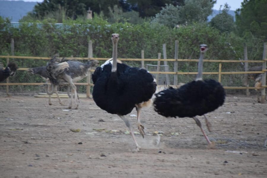 Mallorca: Artestruz - Ostrich Farm Ticket Entrance - Price and Value: Is This $20 Ticket a Good Deal?