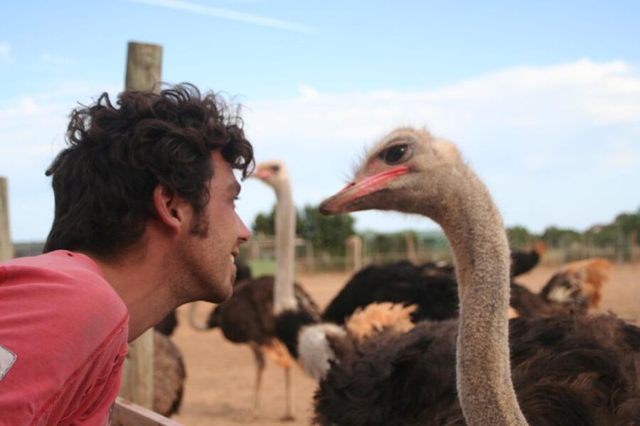 Mallorca: Artestruz - Ostrich Farm Ticket Entrance - Who This Works Best For on Mallorca