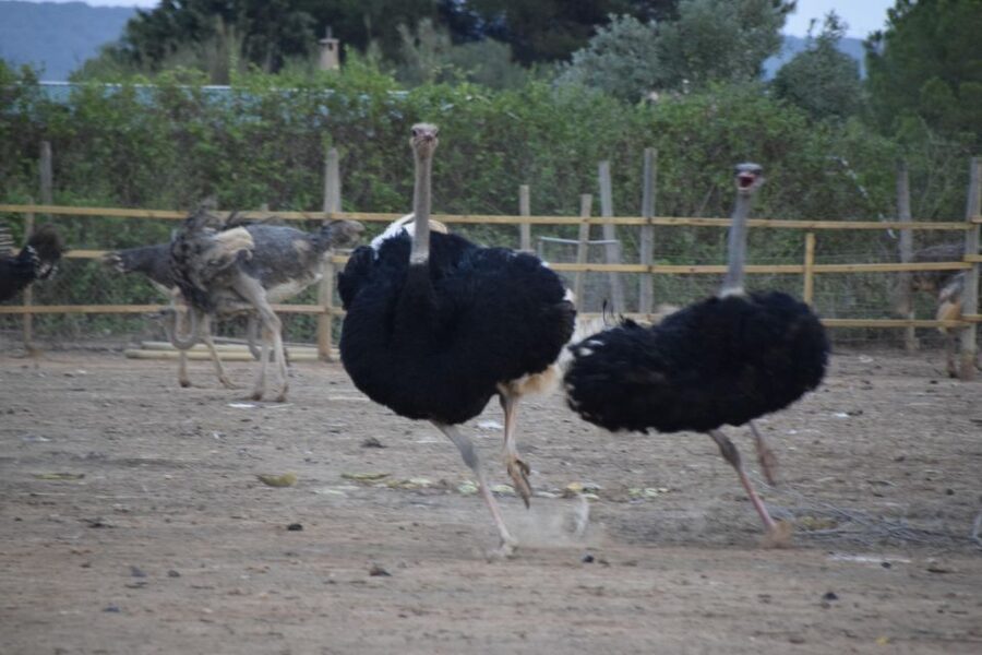Mallorca: Artestruz - Ostrich Farm Ticket Entrance - The Flow From Ticket Entrance to Hand-Feeding