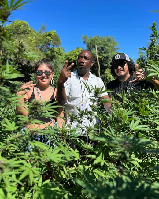 Marijuana Farm, Bamboo Rafting and Doctors Cave Beach Tour - Price and value: what $220 buys you in a 6-hour day