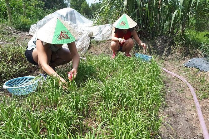 Market to Farm to Table Cooking Class in saigon - Picking your own produce: the moment lunch becomes personal