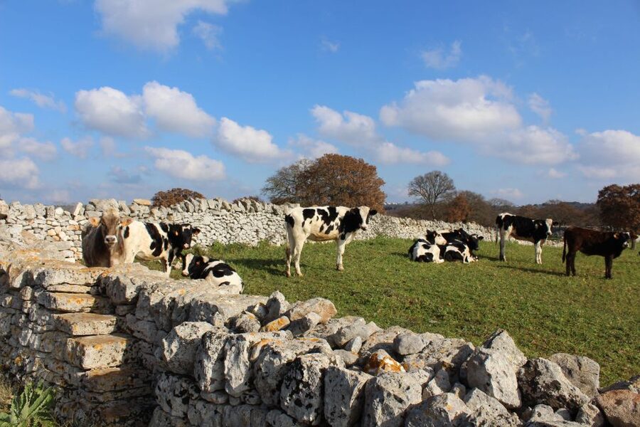 Martina Franca: E-bike farm tour & cheese tasting - Should you book this e-bike farm tour from Martina Franca?
