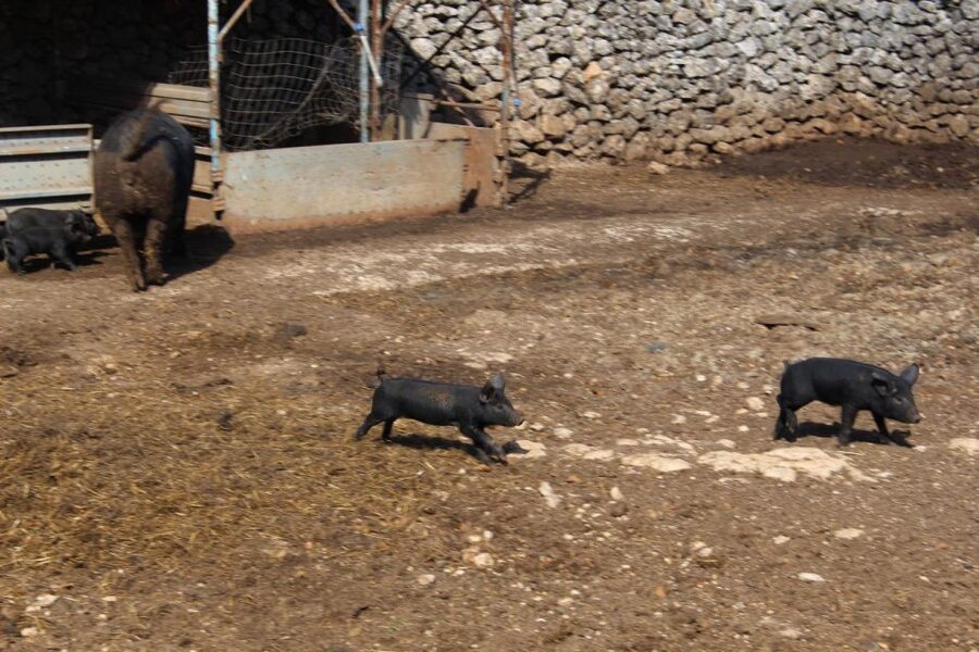 Martina Franca: E-bike farm tour & cheese tasting - Bringing your own e-bike vs renting on site