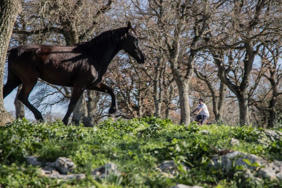 Martina Franca: E-bike farm tour & cheese tasting - The heart of the day: Murgese horses and Apulian black pigs