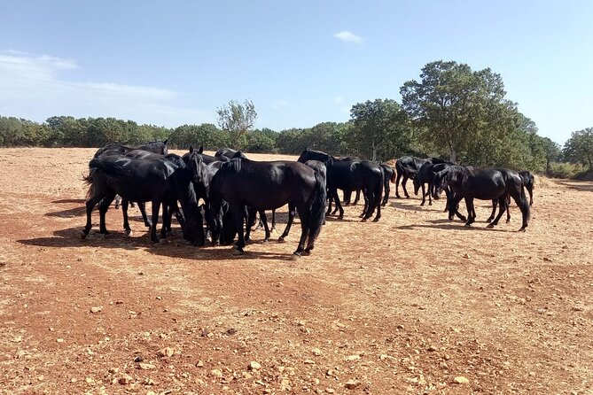Martina Franca e-Bike tour . Visit a breeding and a dairy farm - Key highlights you’ll actually feel