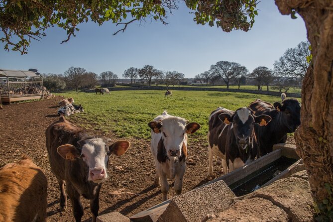 Martina Franca e-Bike tour . Visit a breeding and a dairy farm - Martina Franca E-Bikes: Why this countryside ride feels easy