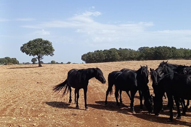 Martina Franca e-Bike tour . Visit a breeding and a dairy farm - Stop 1 around Martina Franca: farm life plus iconic Puglia animals