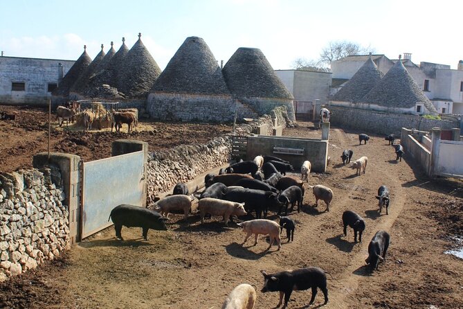 Martina Franca e-Bike tour . Visit a breeding and a dairy farm - The Itria Valley stretch: trulli, dry stone walls, and working fields
