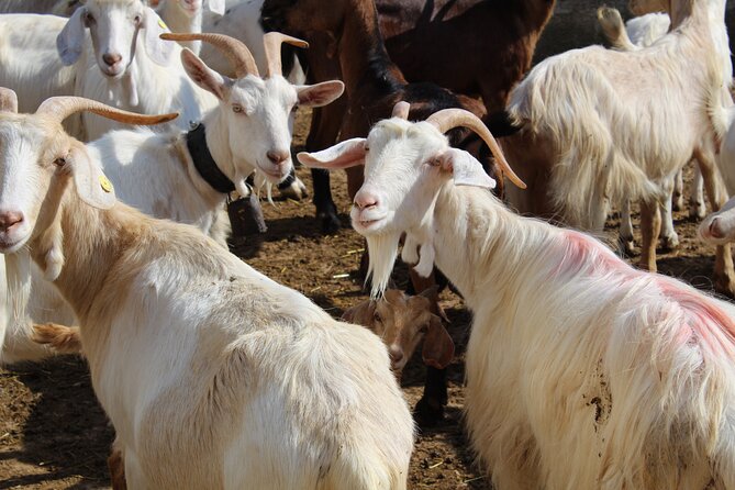 Martina Franca e-Bike tour . Visit a breeding and a dairy farm - Cheese tasting: what you’re really paying for
