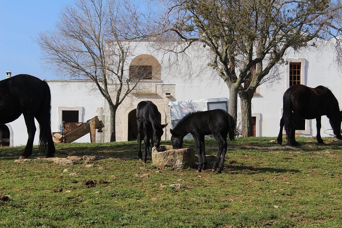 Martina Franca e-Bike tour . Visit a breeding and a dairy farm - Weather and timing: the only real deal-breaker