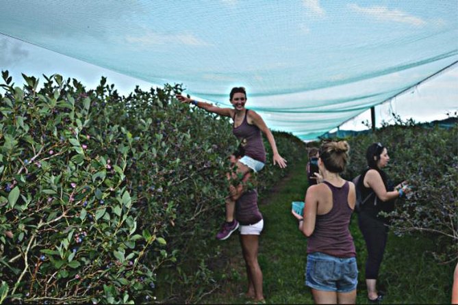 Mattituck Bike Wine Country and Fruit Orchard Tour - Stop 1: the vineyard and winery access that changes the experience