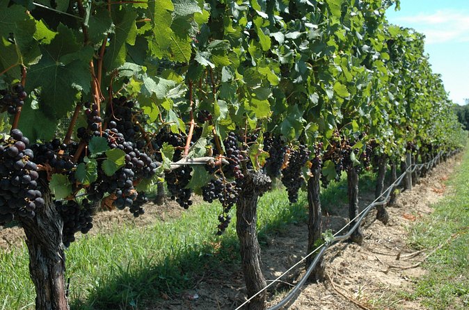 Mattituck New York Guided Farm and Wine Country Bike Tour - What the Day Actually Looks Like: Stops and Their Payoff