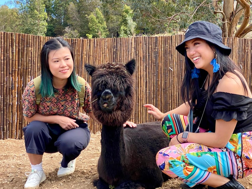 Maui: Alpaca Farm Visit with Hands-On Activities - Should You Book the Maui Alpaca Farm Visit?