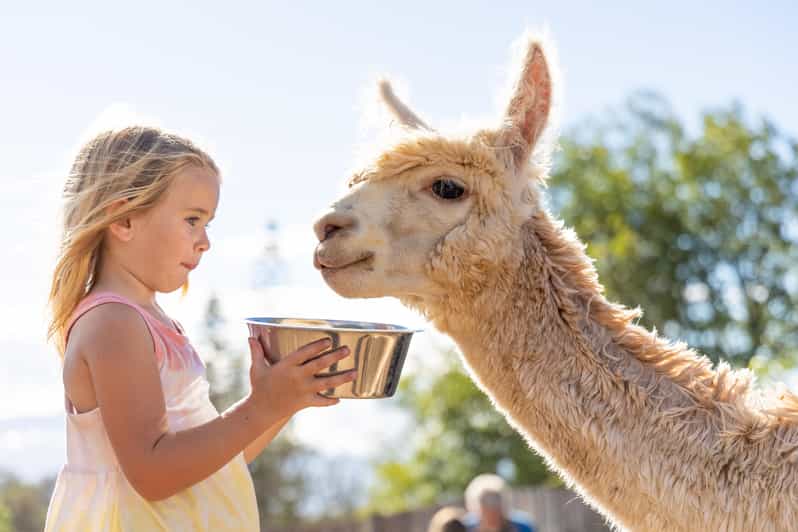 Maui: Alpaca Farm Visit with Hands-On Activities - One Hour on Haleakalā Slopes: A Farm Tour With More Than Just Photos