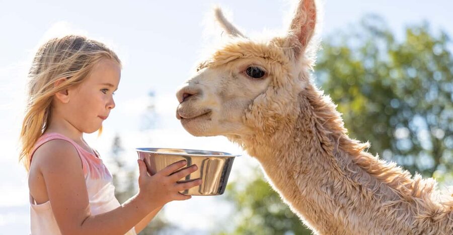 Maui: Alpaca Farm Visit with Hands-On Activities - Fiber Education and the Spinning Wheel Demo You Can See in Motion