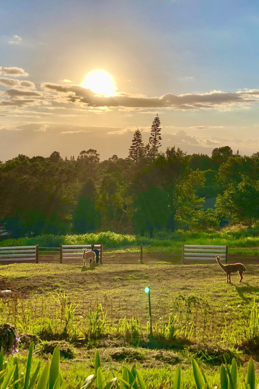 Maui: Alpaca Farm Visit with Hands-On Activities - Upcountry Time and the Idea of ‘Āina Healing Through Nature