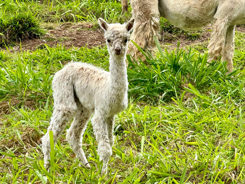Maui: Alpaca Farm Visit with Hands-On Activities - Price and What You Get for $79 in Maui