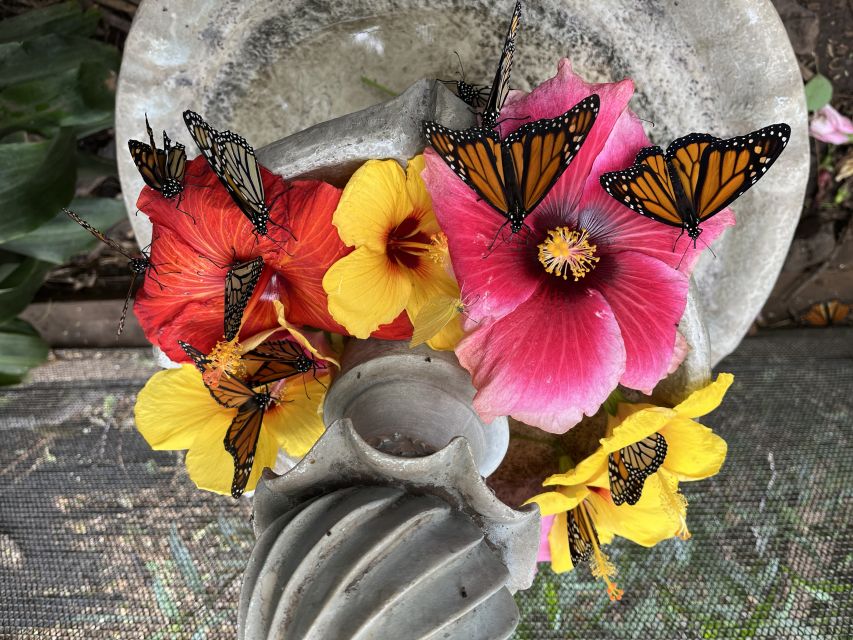 Maui: Interactive Butterfly Farm Entrance Ticket - Key things to know before you go