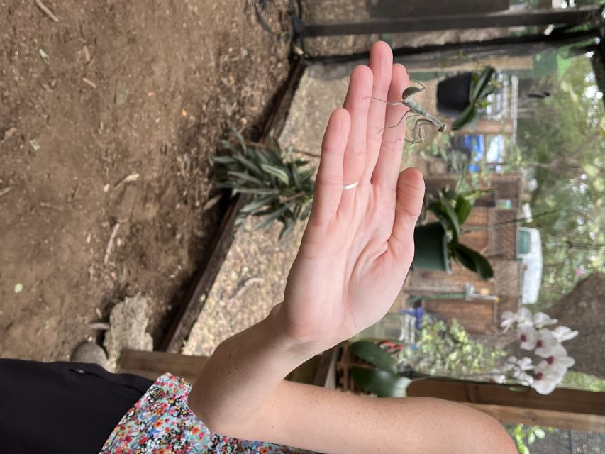Maui: Interactive Butterfly Farm Entrance Ticket - FAQ