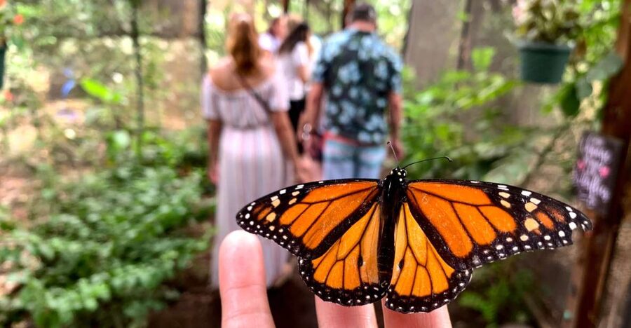Maui: Interactive Butterfly Farm Entrance Ticket - Why a walk-in butterfly house on Maui feels different