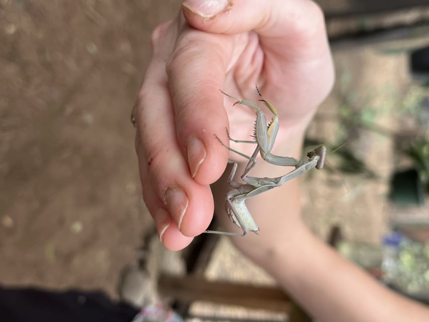 Maui: Interactive Butterfly Farm Entrance Ticket - Hands-on encounters with butterflies, caterpillars, and praying mantises