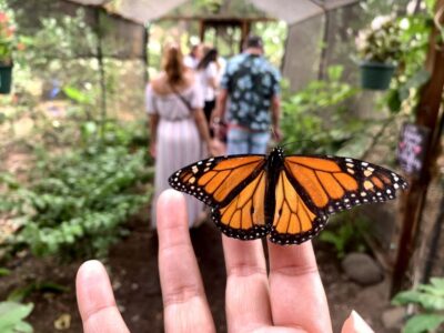 Maui: Interactive Butterfly Farm Entrance Ticket - The 45-minute flow: from garden intro to life-stage moments