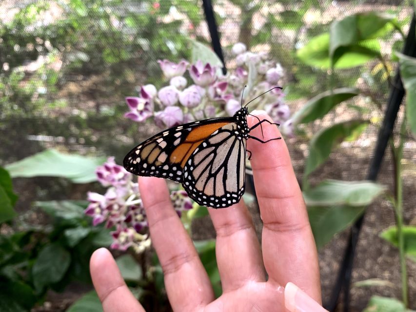 Maui: Interactive Butterfly Farm Entrance Ticket - Monarch butterfly learning and the conservation mission